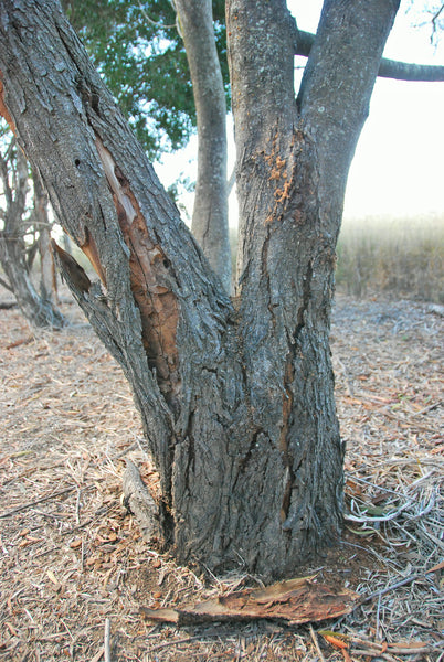 Ironbark tree with fallen bark